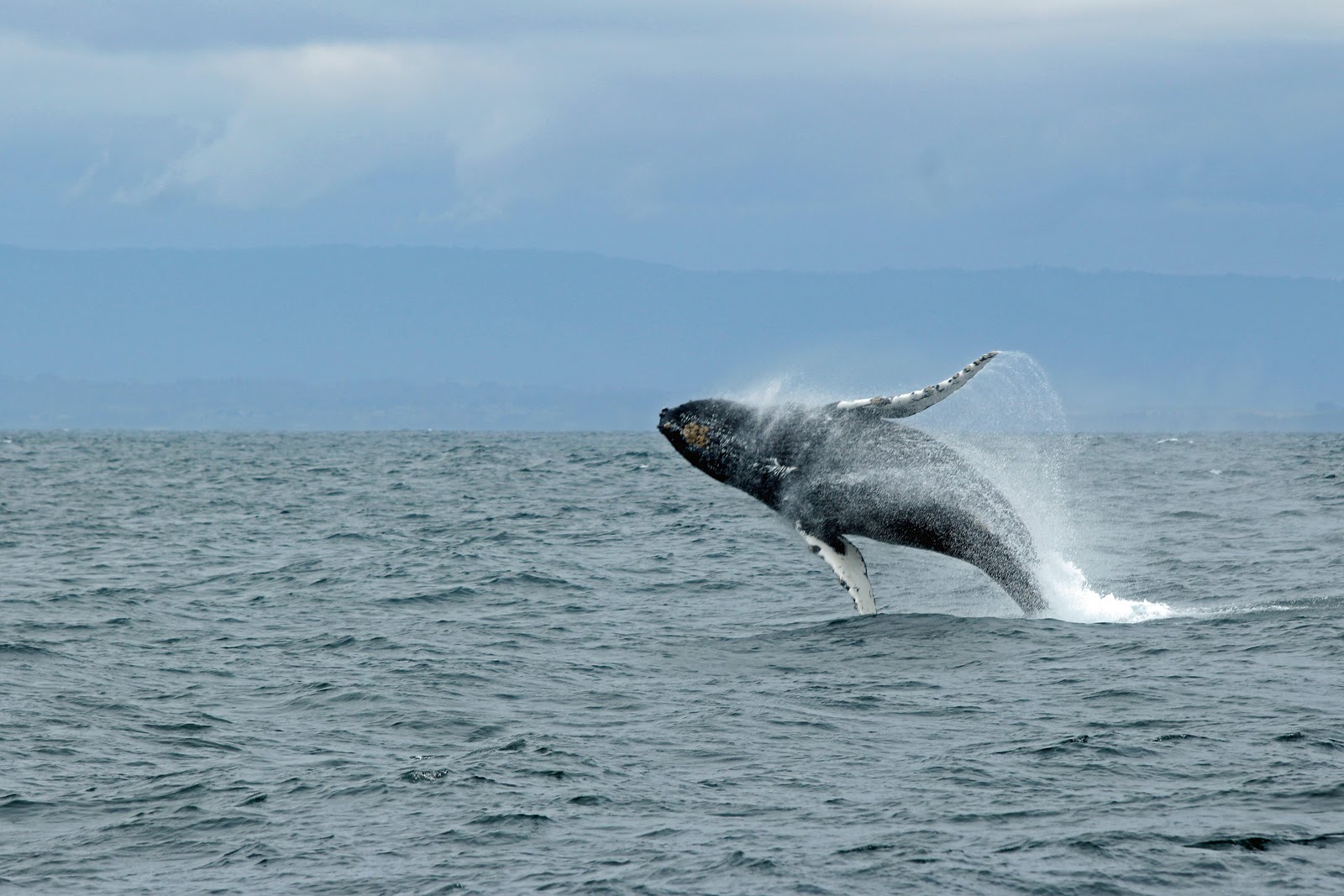 There Is Always Hope: How Monterey Bay Came Back From the Brink