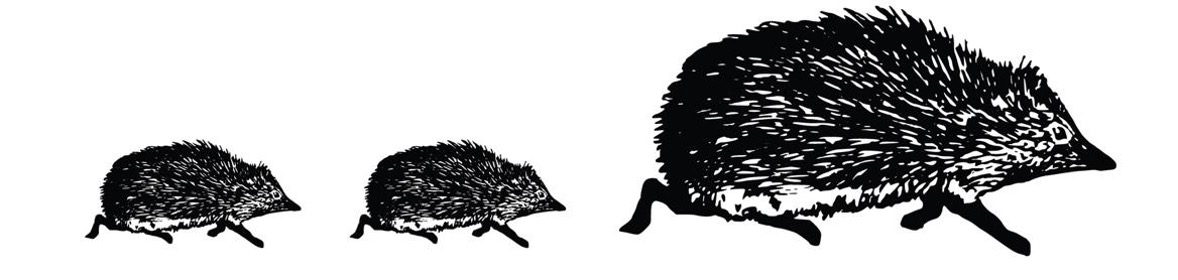 A hedgehog family.